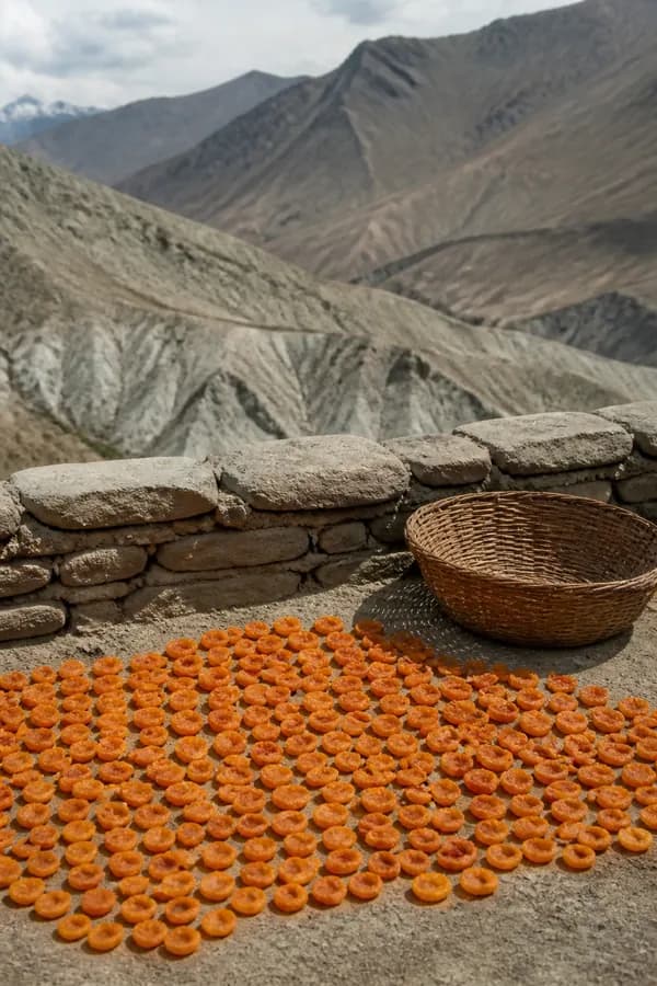 Halved apricots drying in the sun on a flat mud roof